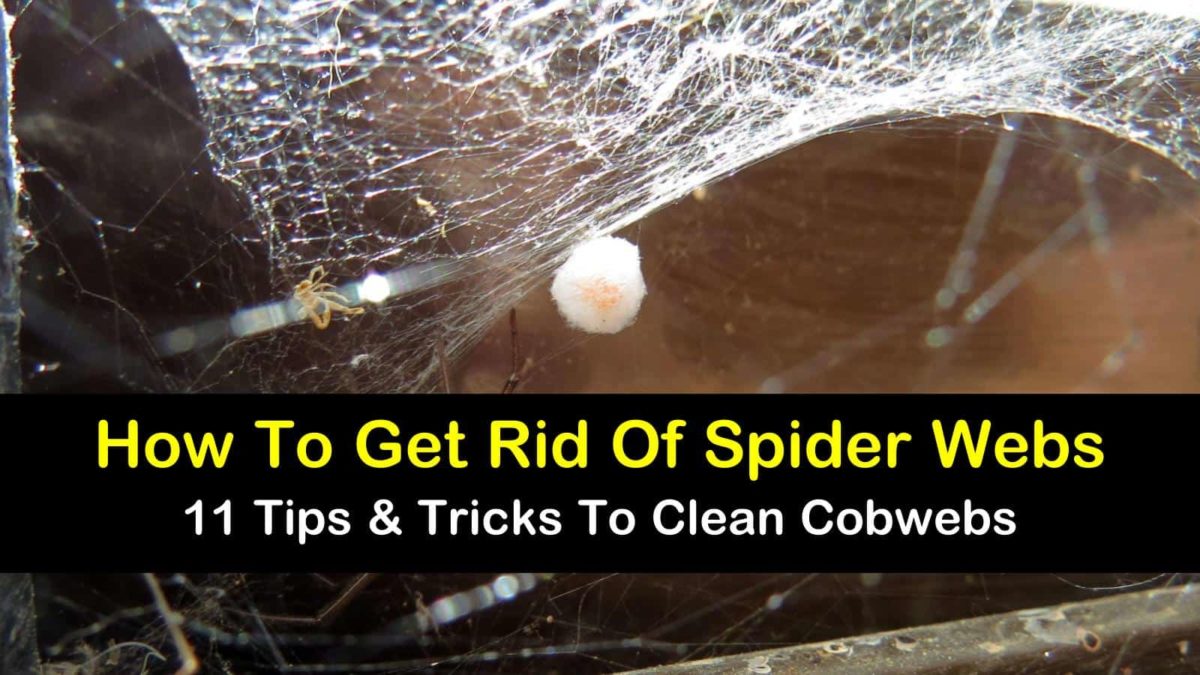 11 Simple Ways to Get Rid of Spiderwebs