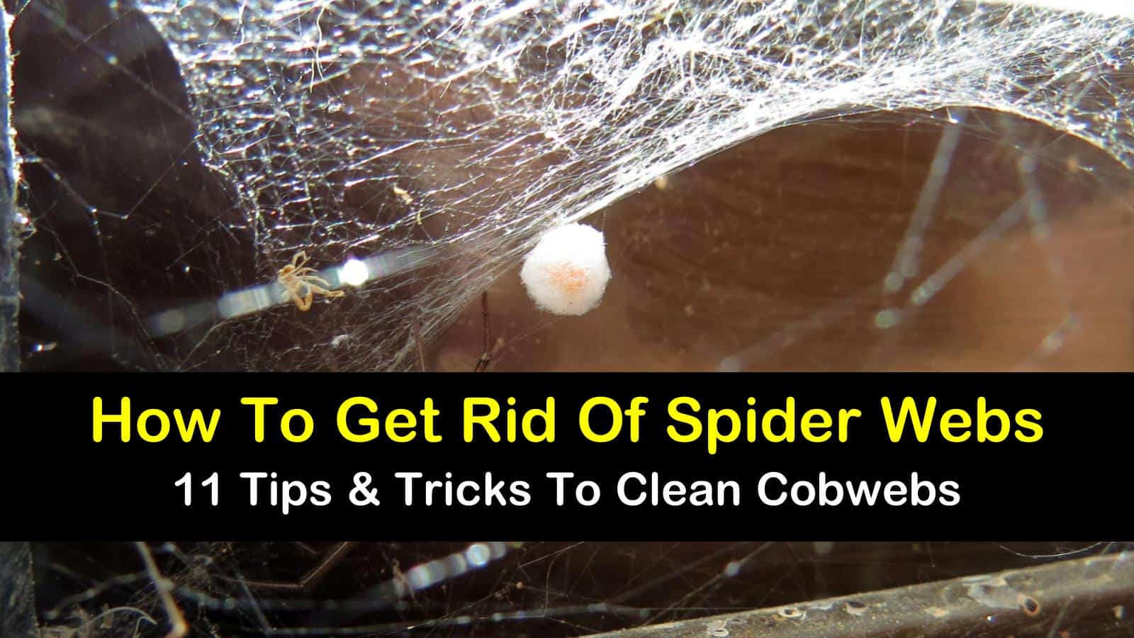 how to get rid of spider webs t1