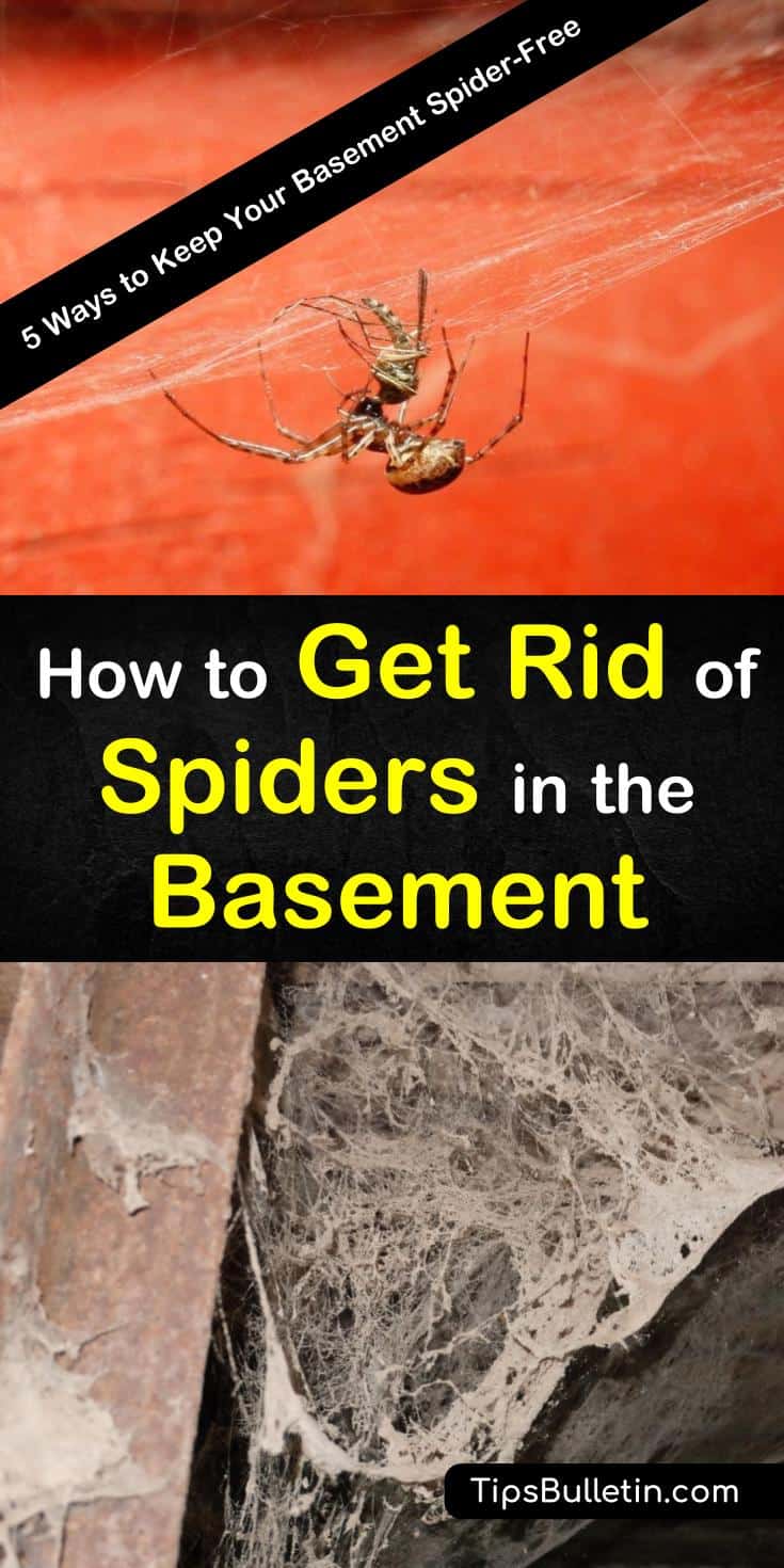 This guide will teach you how to keep your basement spider-free with natural, DIY solutions. If you follow the steps in this guide, you’ll see far fewer spiders in your home, and hopefully, you’ll never find another one in your basement again! #spiders #basement #cellarspiders