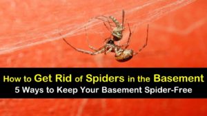 how to get rid of spiders in the basement titleimg1