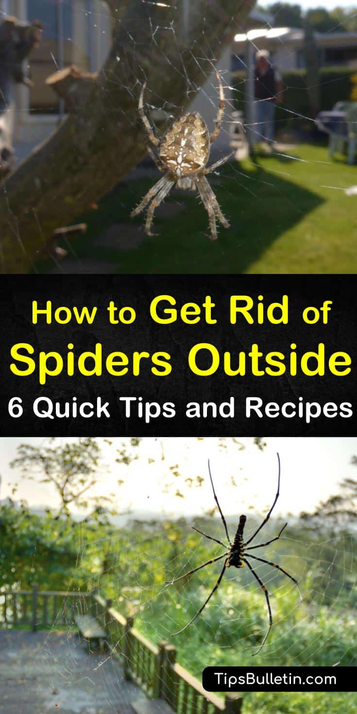 We show you how to get rid of spiders from around the house using natural methods. We have DIY recipes for getting rid of spiders using essential oils, proper lighting, and vinegar spray. #killspiders #getridofspiders #killspidersnaturally