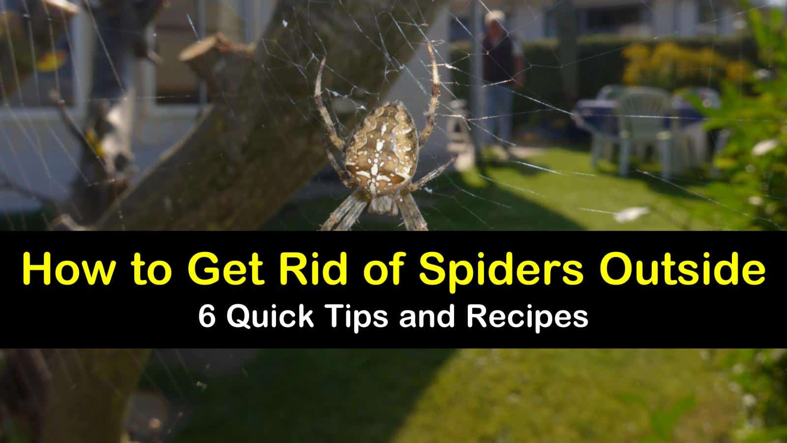 how to get rid of spiders outside titleimg1