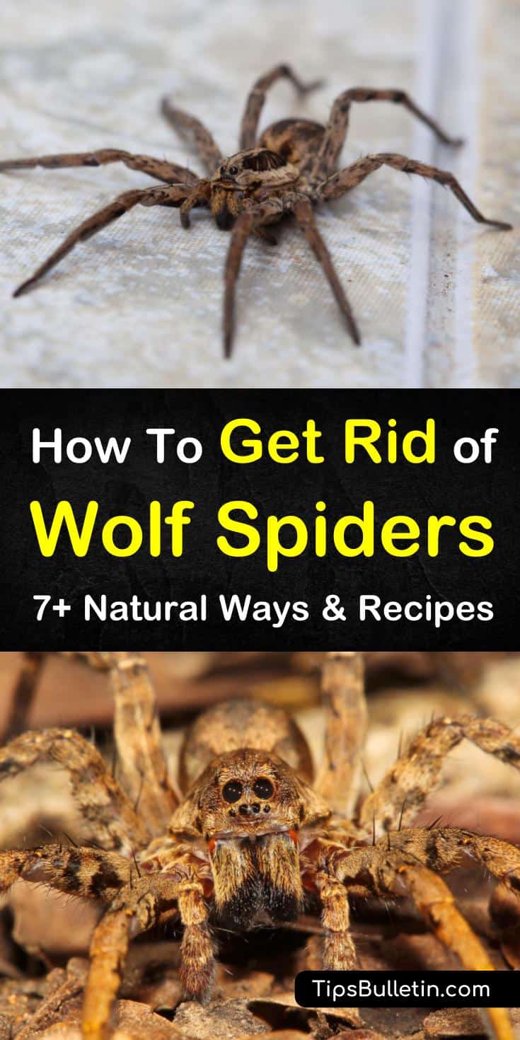 We have a variety of natural remedies for removing wolf spiders from inside your house and around your home. Our tips provide answers on how to keep spiders out as well as how to get rid of them. #getridofwolfspiders #wolfspider #howtokillwolfspiders