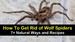 how to get rid of wolf spiders titleimg1