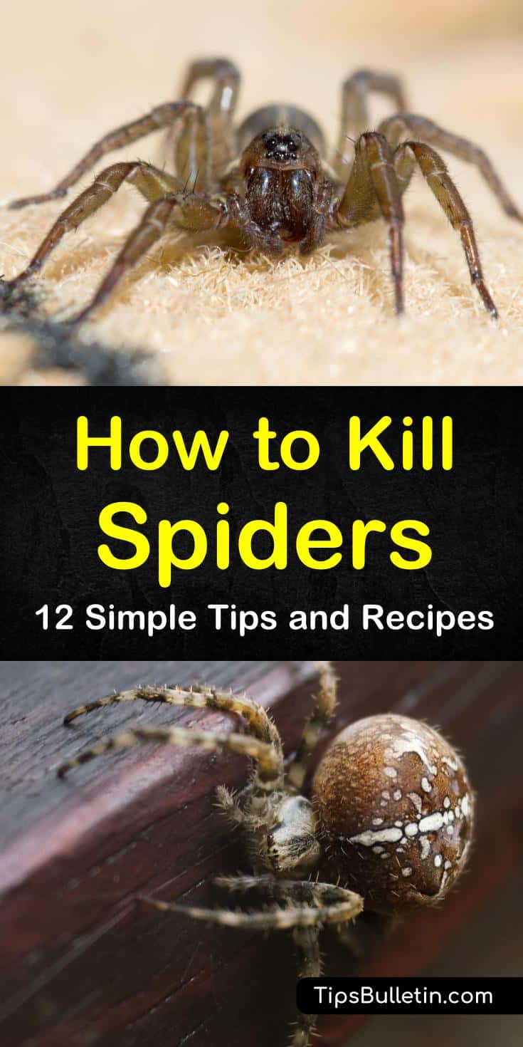 Find out how to kill spiders in the house instantly with our guide. We show you how to make DIY spider killers and kill your eight-legged guests naturally. Spiders in your home and in your yard will keep their distance after you finish this article. #killspider #spiders #getridofspiders