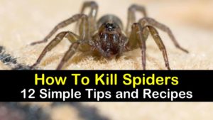 how to kill spiders titleimg1