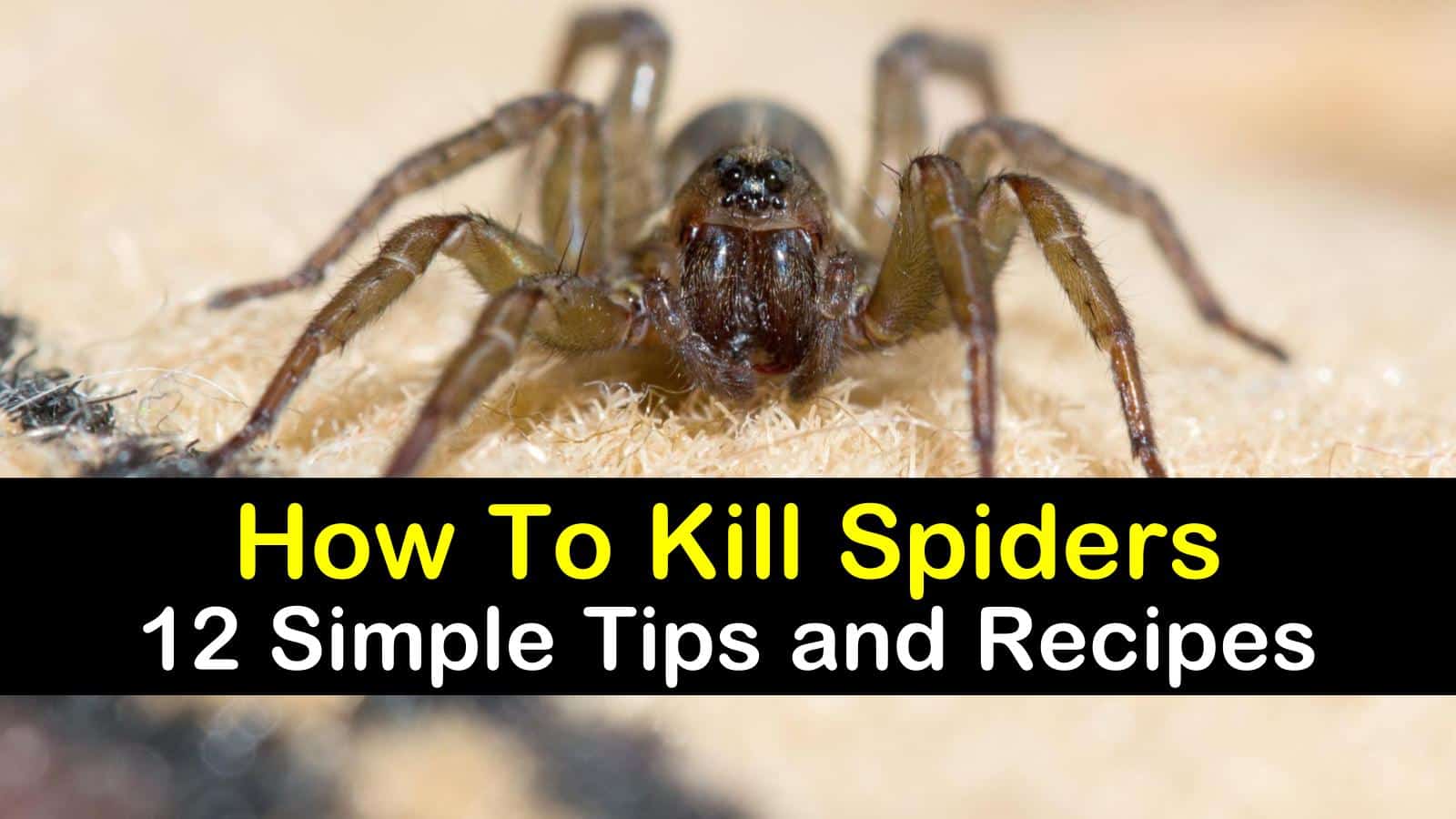 how-to-kill-spiders-t1.jpg