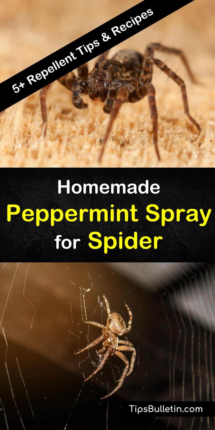 Learn how you can keep spiders out of your house using one of our favorite essential oils: peppermint! This fresh-smelling oil is perfect for making natural spider repellent that is free of chemicals and safe for your family. #peppermint #spray #spider #repellent #pestcontrol