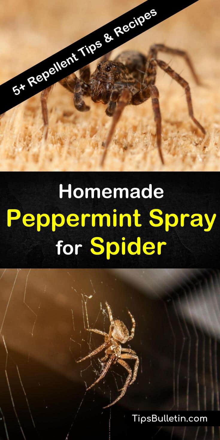 Homemade Peppermint Spray for Spider - 5+ Repellent Tips and Recipes