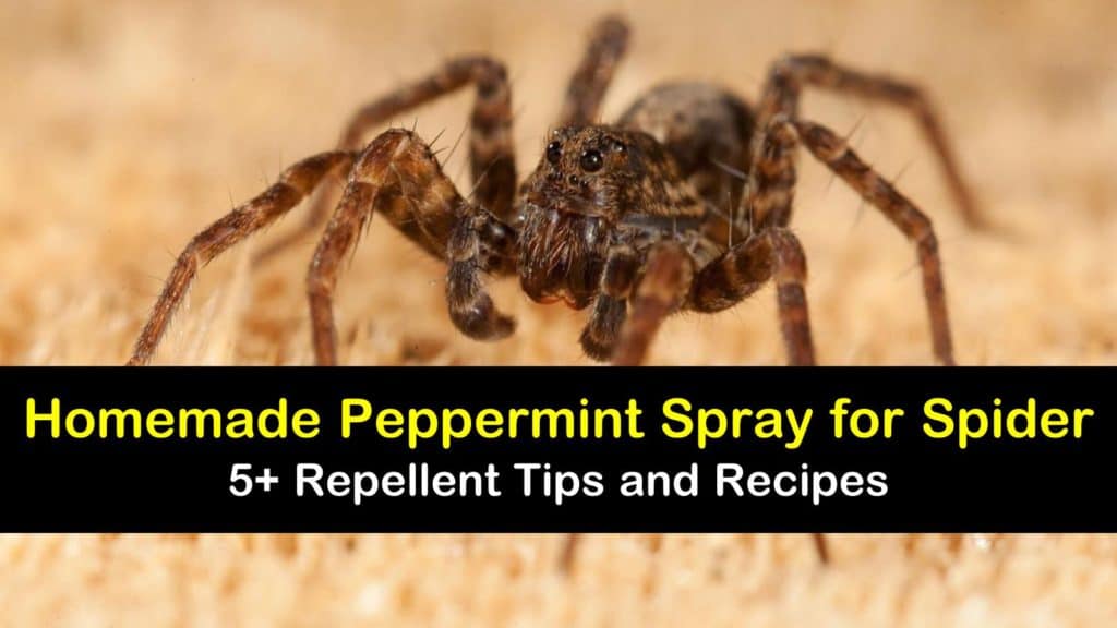 5+ Homemade Peppermint Sprays for Spiders