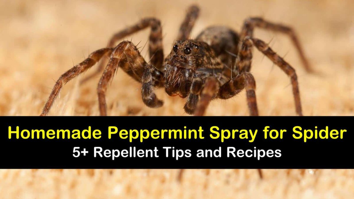 5+ Homemade Peppermint Sprays for Spiders