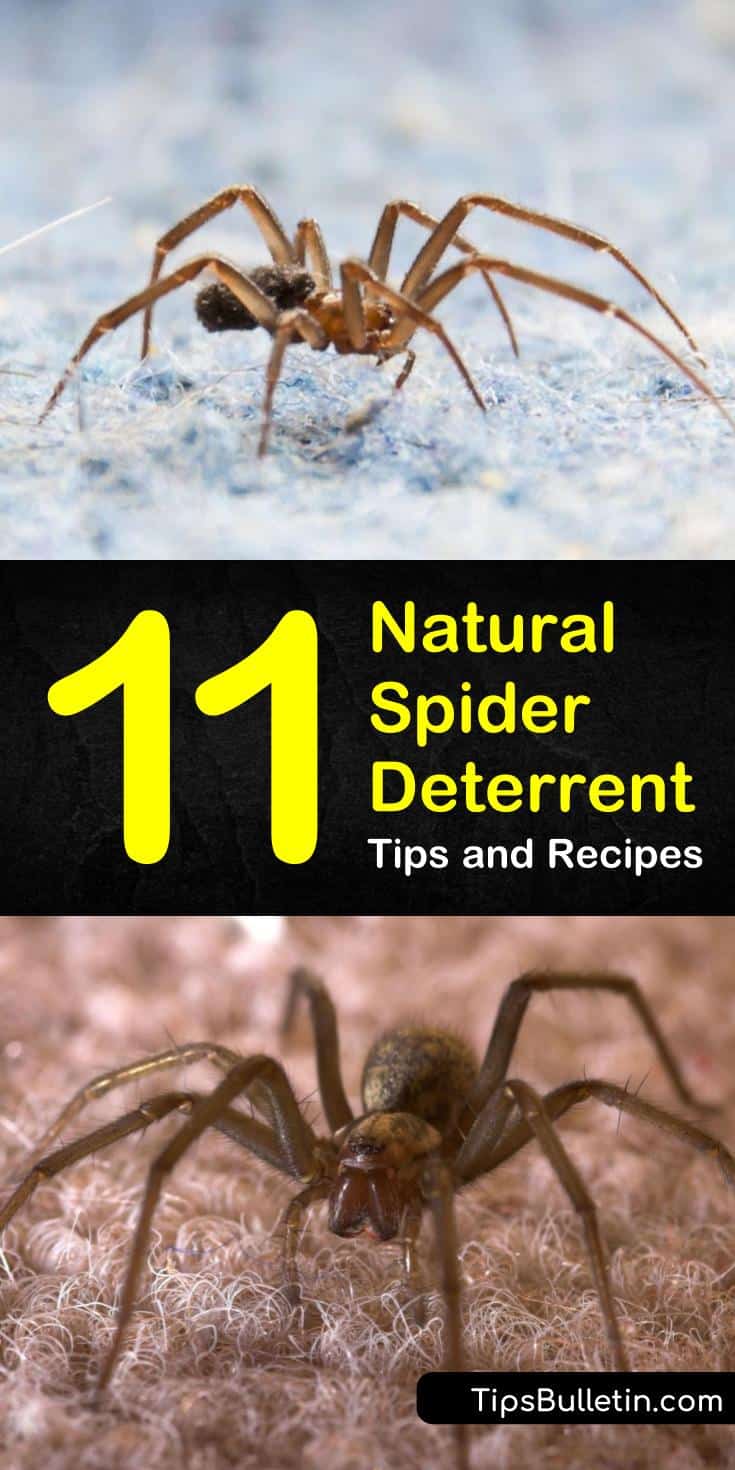 Try a natural spider deterrent to keep spiders out of houses and out of trouble. Use sprays made with essential oils like tea tree and peppermint as a natural repellent. Discover how to get rid of spiders using natural, non-toxic solutions. #natural #spider #deterrent #repellent