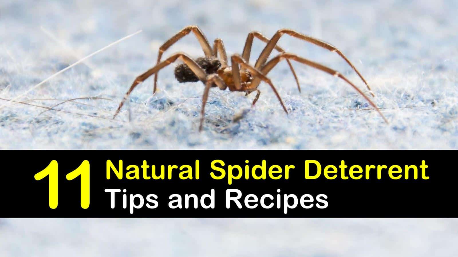 11 Organic Spider Deterrents
