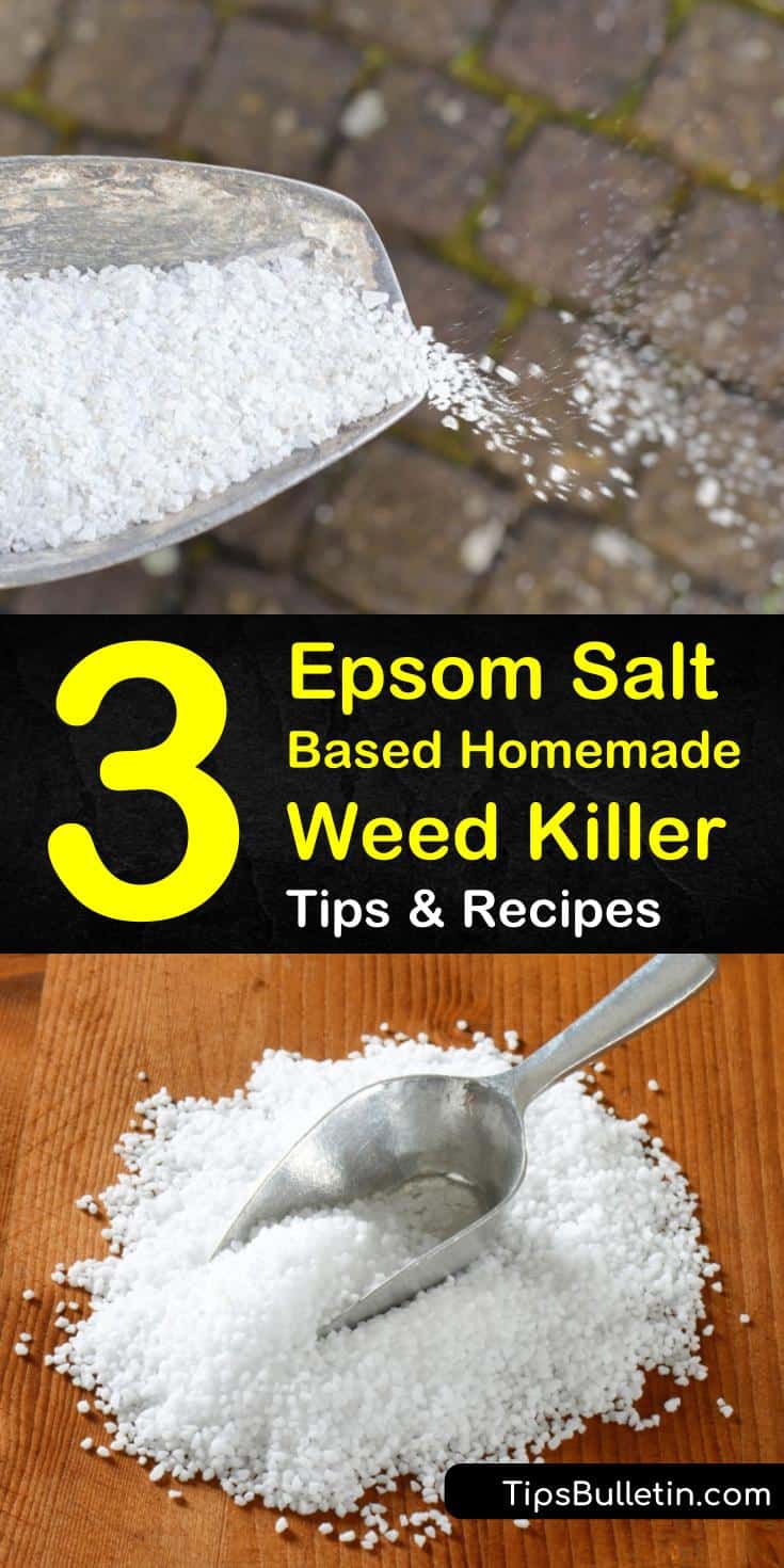 Learn how to make and deploy an Epsom salt based homemade weed killer, and get your lawn looking gorgeous. Our guide shows you how to kill weeds with vinegar, dish soap, and more. You’ll be prepared to take on all weeds in your lawn. #weedkiller #epsomsalt #killweeds