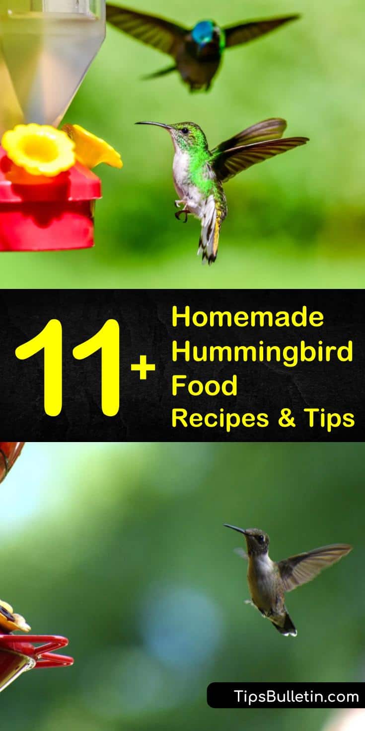 Try these homemade hummingbird food recipes and tips that make it easy to serve up natural nectar. Learn how to keep ants and bees out of your feeder and which flowers attract hummingbirds. Discover how to make these DIY recipes, and which products to avoid. #homemade #hummingbird #food #recipes