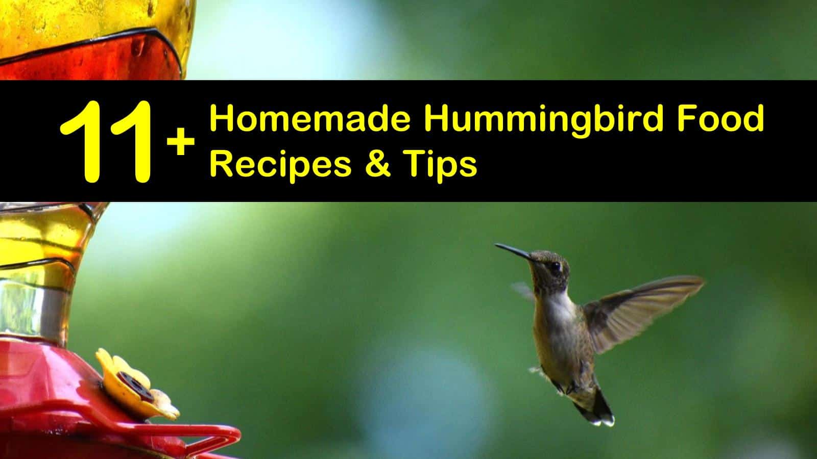 homemade hummingbird food recipes titleimg1