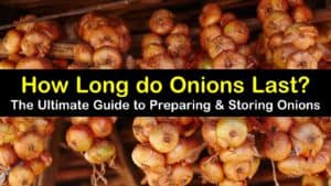 how long do onions last titleimg1