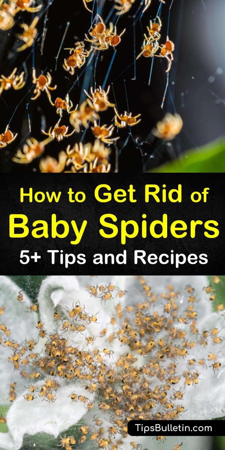 The last thing anybody wants is a bunch of baby spiders in their house. We will show you some of the best natural remedies for ridding your house of baby spiders using smells that repel them and other natural methods. #babyspiders #repelspiders #getridofspiders