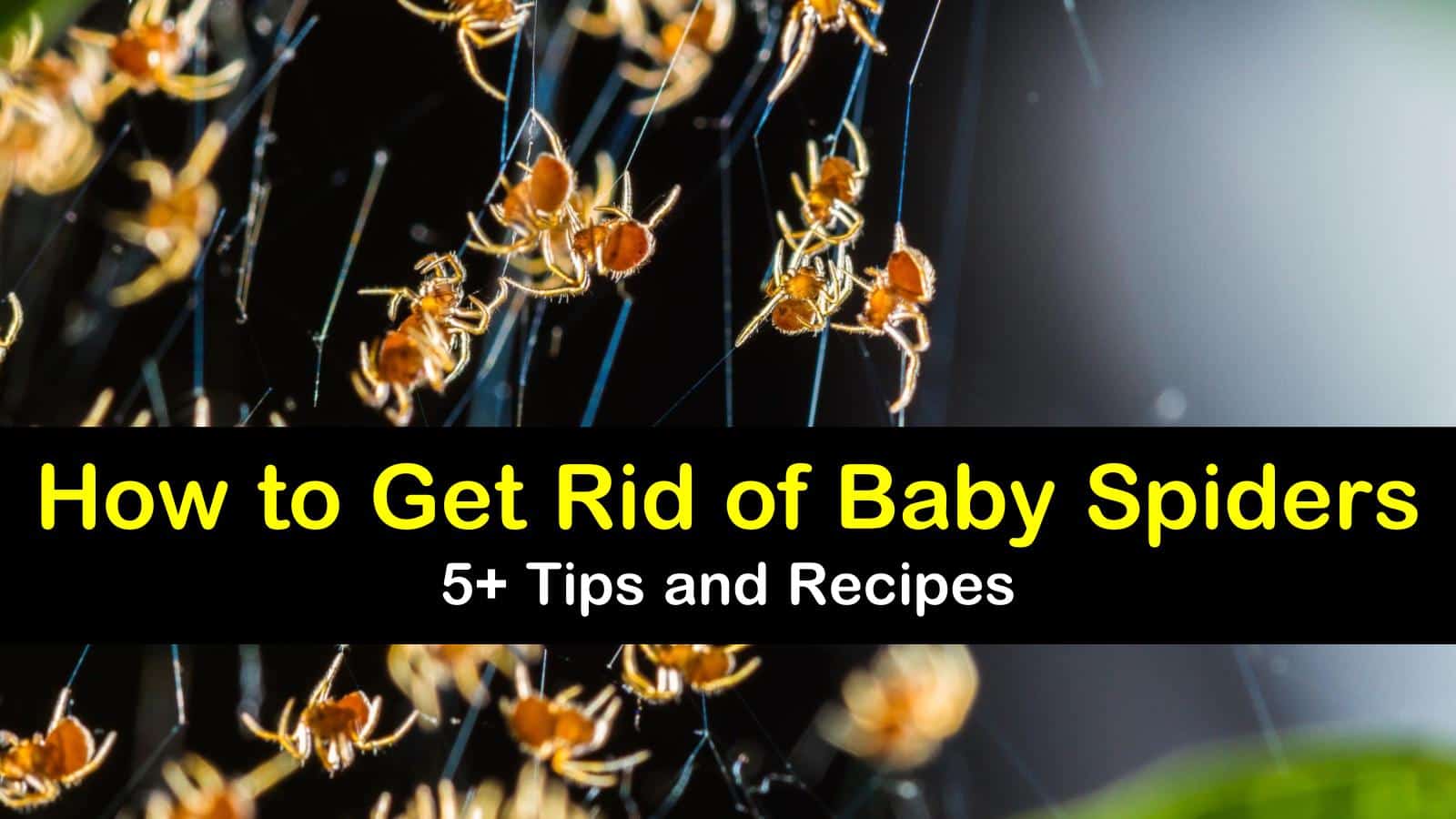 how to get rid of baby spiders titleimg1