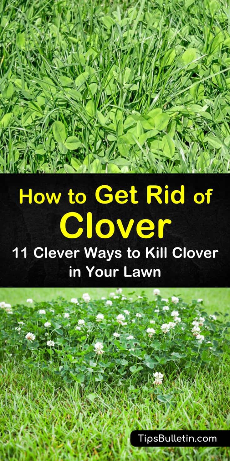 how to get rid of clover p1