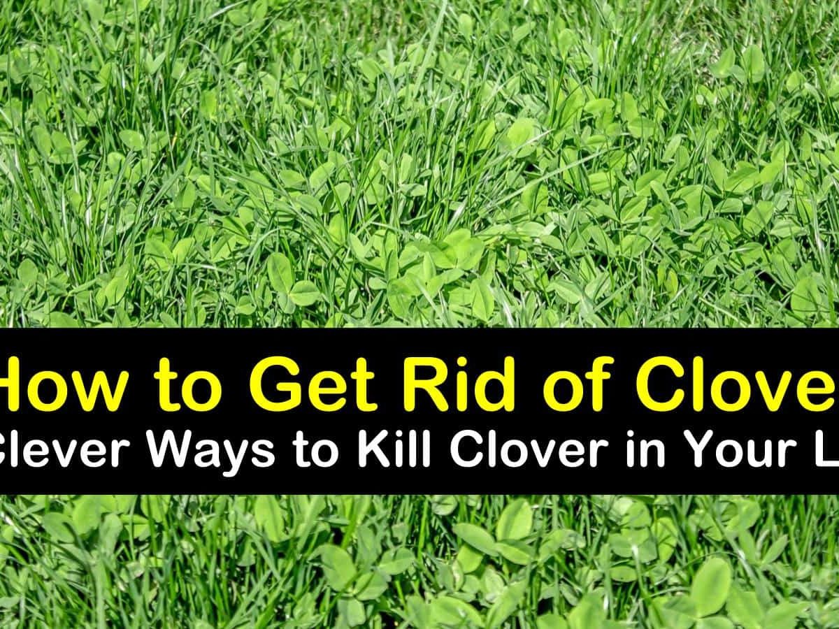 how to get rid of clover t1 1200x900 cropped
