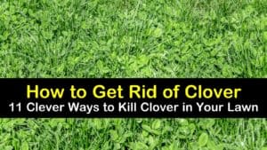 how to get rid of clover titleimg1