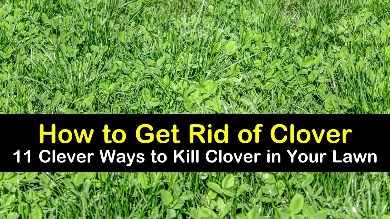 how to get rid of clover t1
