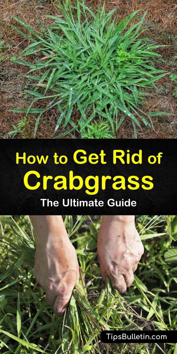 Get rid of those crabgrass weeds from your lawn naturally or with herbicides. Make a homemade natural crabgrass killer to eliminate weeds from the yard and perform proper lawn care to ensure that they do not return. #crabgrasskiller #howtokillcrabgrass #removecrabgrass