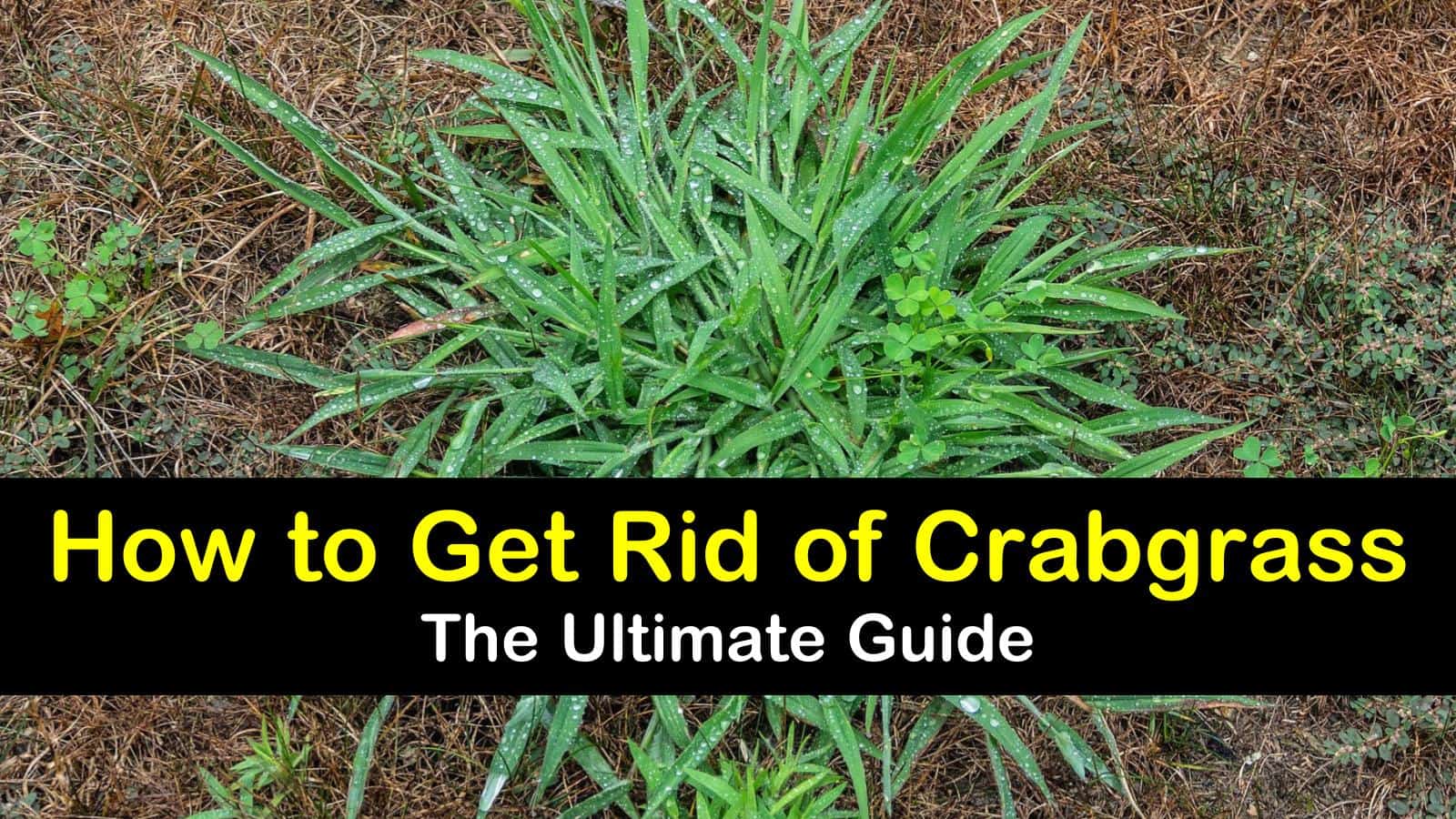 how to get rid of crabgrass titleimg1