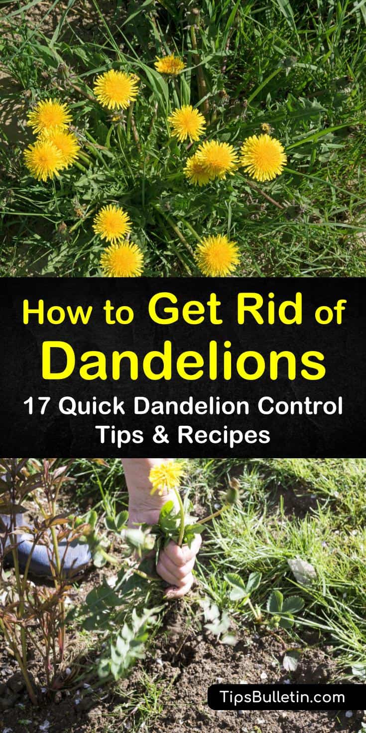 You can easily remove dandelions from around your home and in yard areas. Vinegar, dish soap, lemon juice, rubbing alcohol, or even boiling water can kill dandelions in lawn areas without adding more chemicals to the environment. #dandelions #killdandelions #getridofdandelions