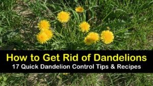 how to get rid of dandelions titleimg1