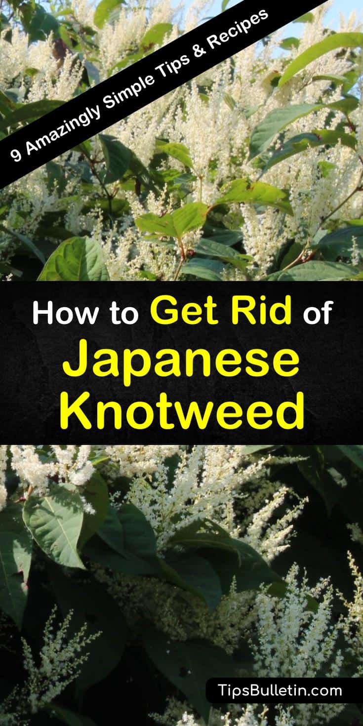 Discover how to get rid of Japanese Knotweed. Use long-term techniques to gradually eradicate an infestation of this invasive plant. Know when and how to implement herbicides to prevent further growth of Japanese Knotweed in your lawn. #getrid #japaneseknotweed #invasive #plants