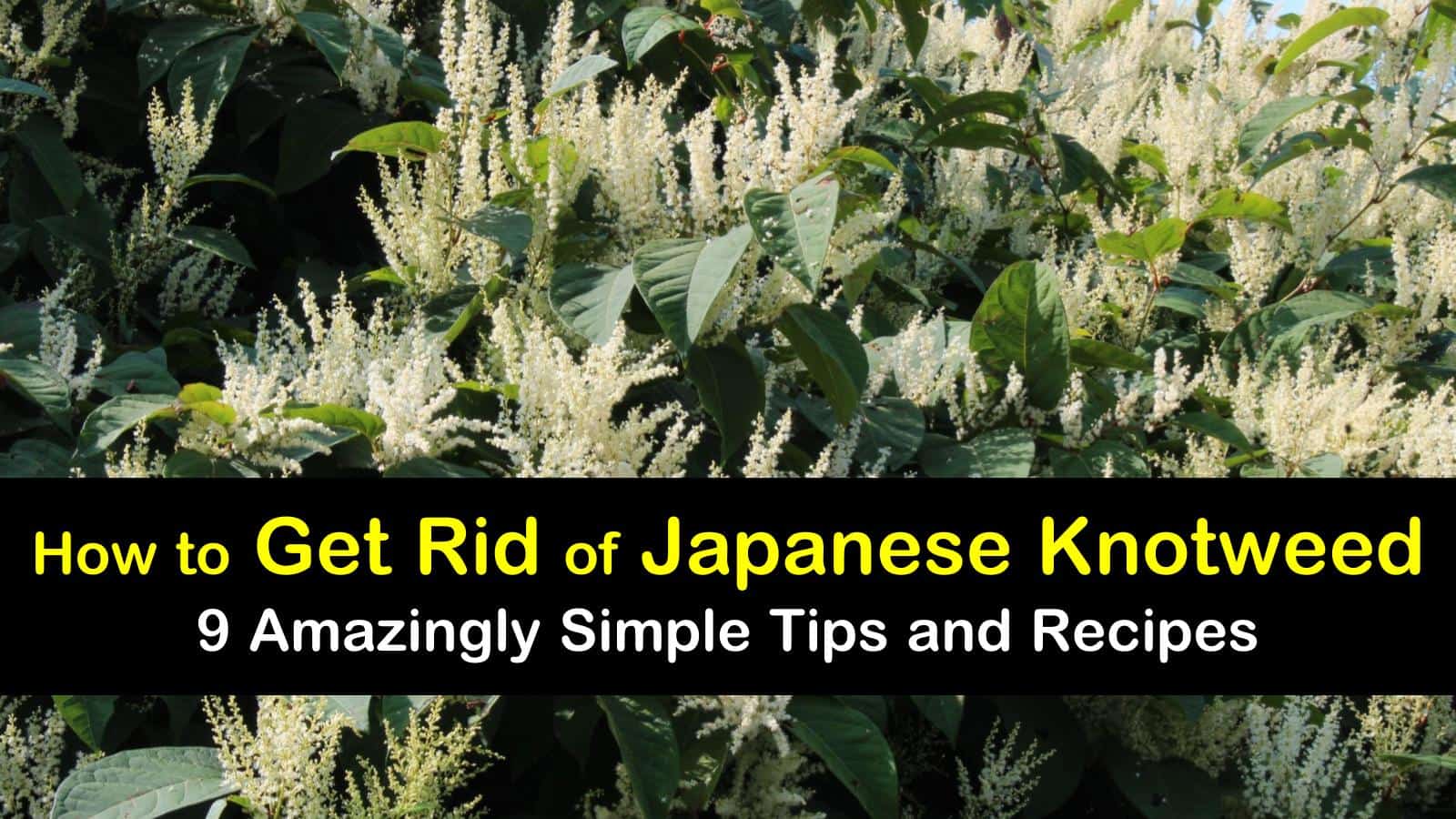how to get rid of Japanese knotweed titleimg1