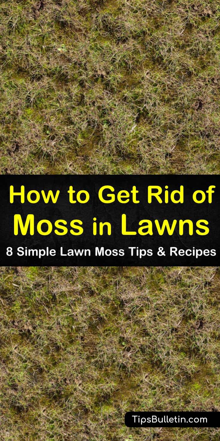 Learn amazing tips for how to get rid of moss in lawns using proper lawn care techniques. Try safe, non-toxic ingredients like dish soap to kill moss. Get rid of moss by checking for soil quality, excess moisture, and proper aeration. #howto #rid #moss #lawn