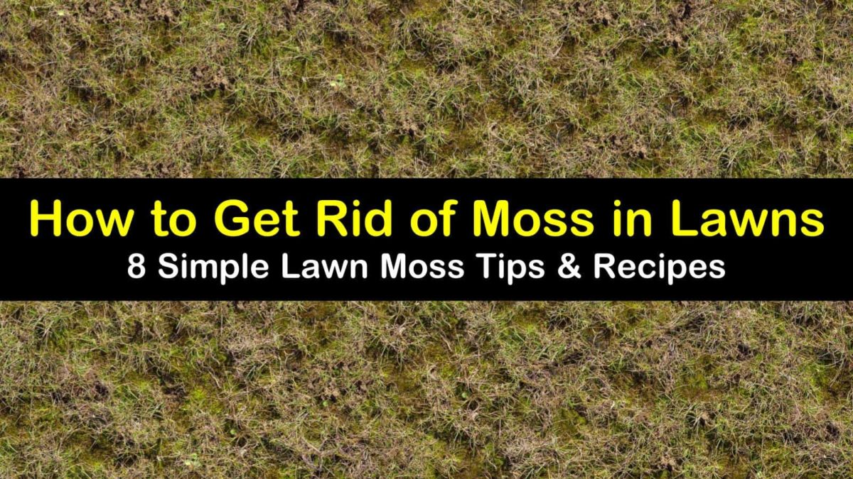 8 Simple Ways to Get Rid of Moss in Lawns