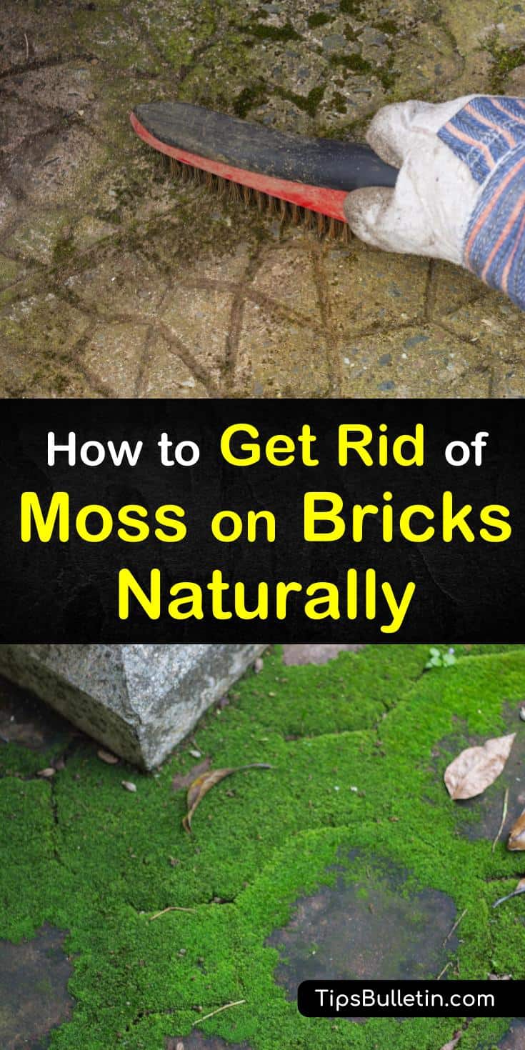Learn how to get rid of moss on bricks naturally using bleach, baking soda, or a sprayer. Our guide walks you through the process of cleaning away moss and helps you keep your home looking its best. #moss #bricks #cleaningmoss #cleaningbricks
