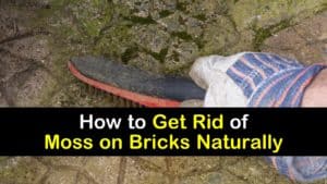 how to get rid of moss on bricks naturally titleimg1