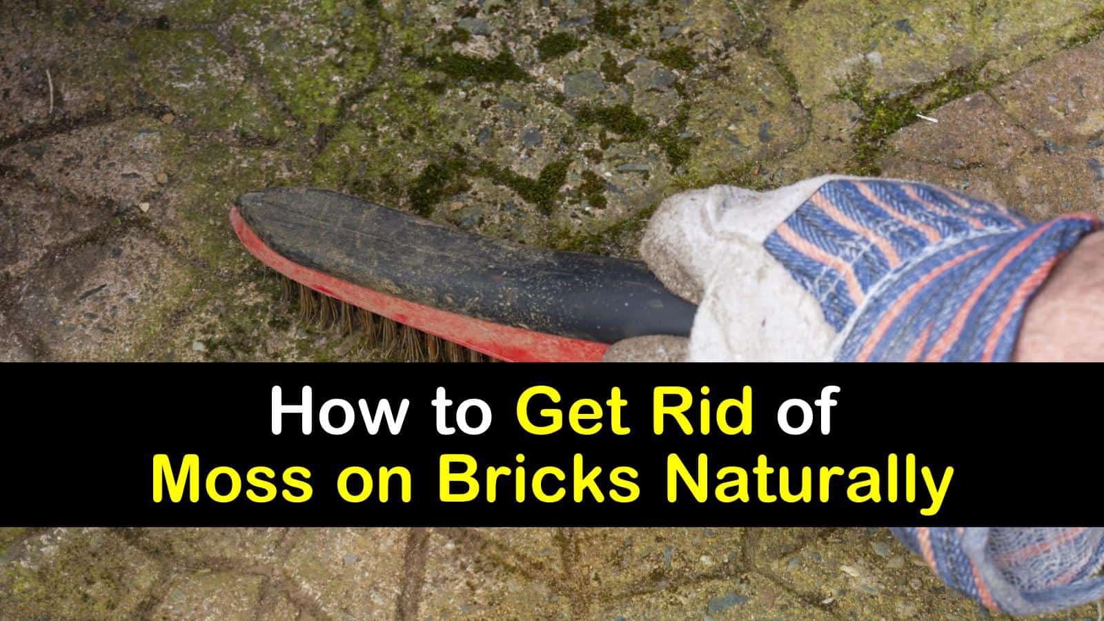 how to get rid of moss on bricks naturally titleimg1