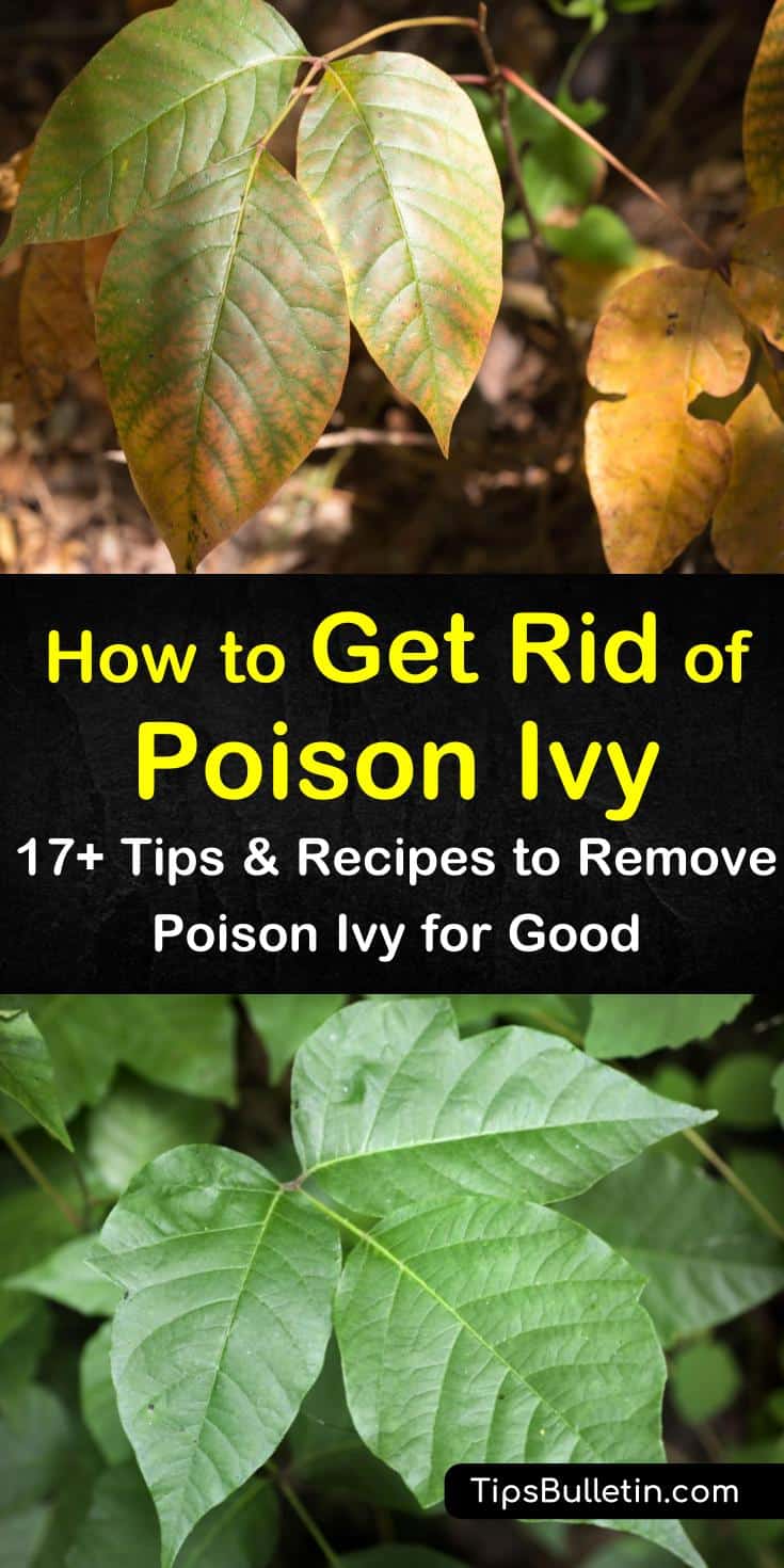 There is nothing worse than poison oak and poison ivy plants in yard, except for poison ivy rashes on skin that are caused by the urushiol oil in the plant. Heal a poison ivy rash naturally and fast using baking soda, oatmeal, and cold compresses. #getridofpoisonivy #poisonivy #nopoisonivy