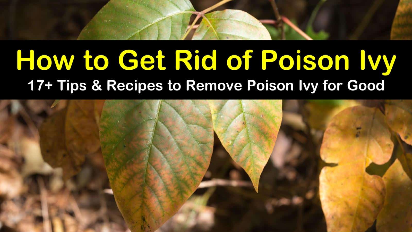 how to get rid of poison ivy titleimg1