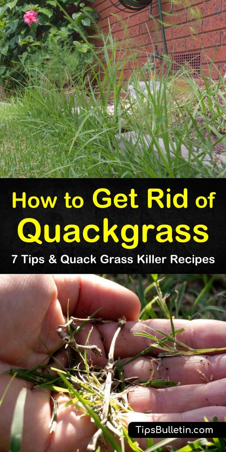 Learn how to get rid of Quackgrass through mulch and mowing. Our guide shows you the best way to remove Quackgrass and other pesky perennials from your lawn without spreading rhizomes around and seeding more weeds. #quackgrass #weedremoval #getridofquackgrass