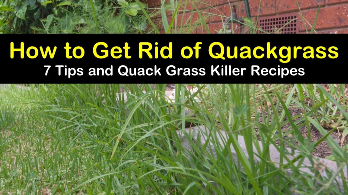 quackgrass rid