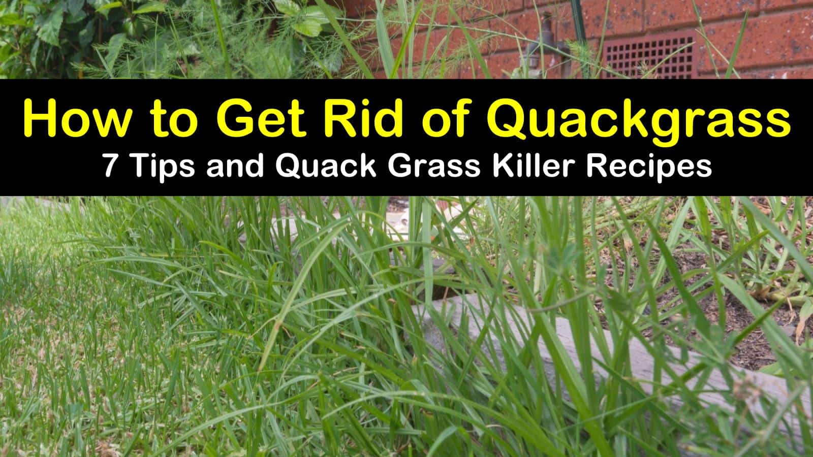 How To Get Rid Of Quack Grass In Garden