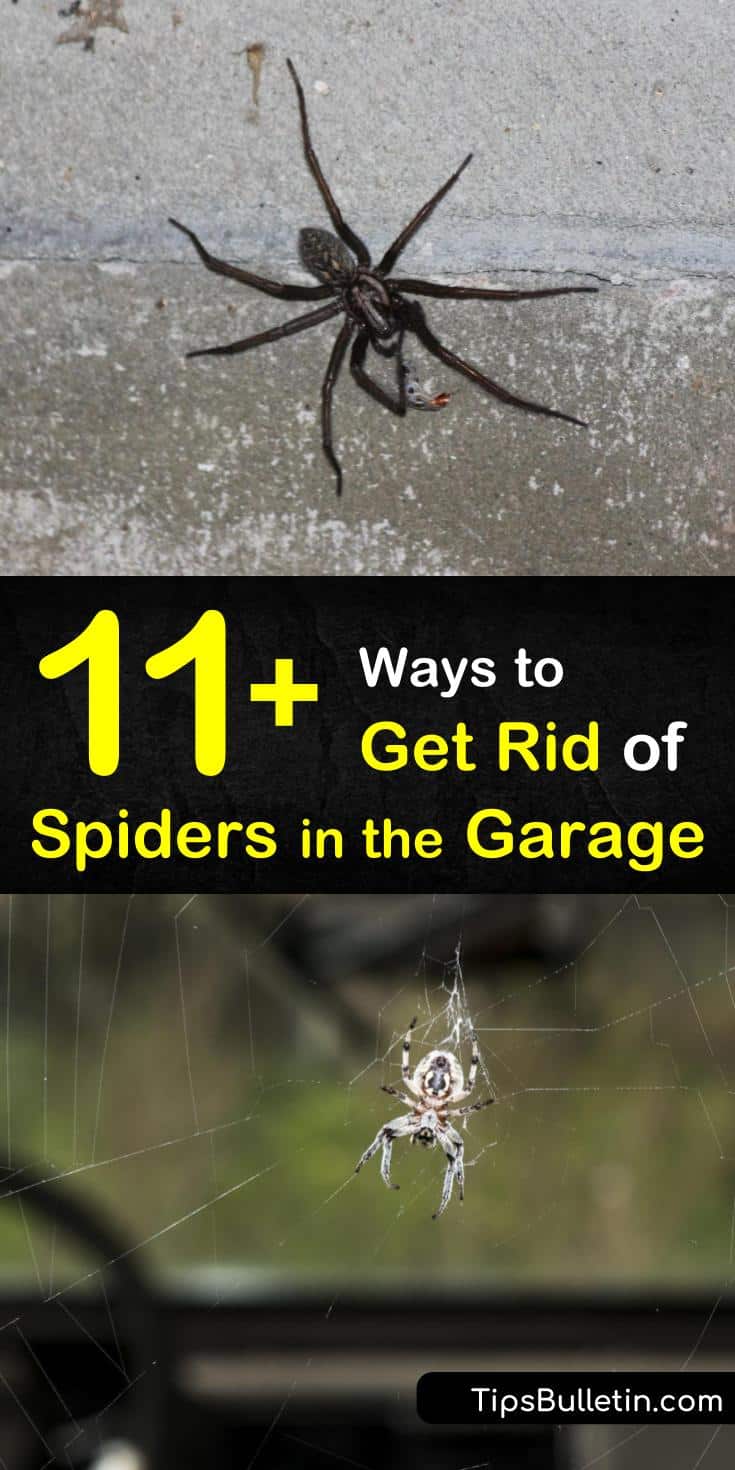 Looking for a natural way of how to get rid of spiders in the garage? These great DIY solutions and recipes include peppermint essential oils, vinegar, and horse chestnuts. Discover the best strategies to use when cleaning spiders out of your garage. #spiders #garage #getridofspiders