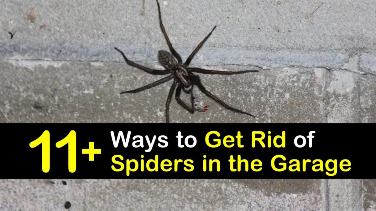 11+ Clever Ways to Get Rid of Spiders in the Garage