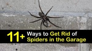 how to get rid of spiders in the garage titleimg1