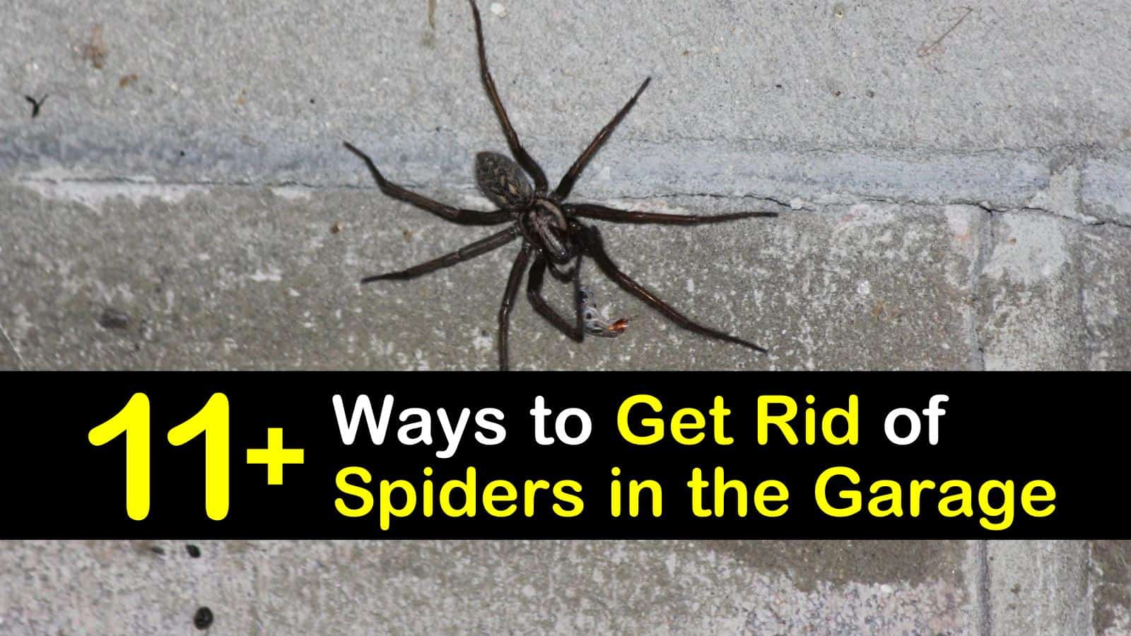 how to get rid of spiders in the garage titleimg1