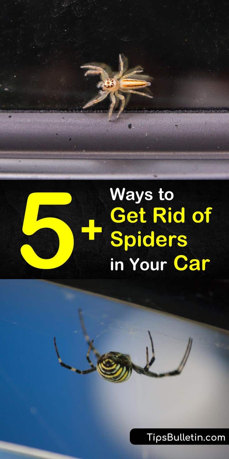 Find out how to get rid of spiders in your car the natural DIY way. We help you find the perfect way to remove existing spiders from your car and show you how to prevent them from coming back with our tips and recipes. #spiders #car #spiderincar #pestcontrol