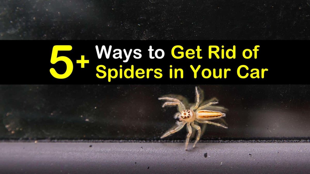 how to get rid of spiders in your car t1 1200x675 cropped