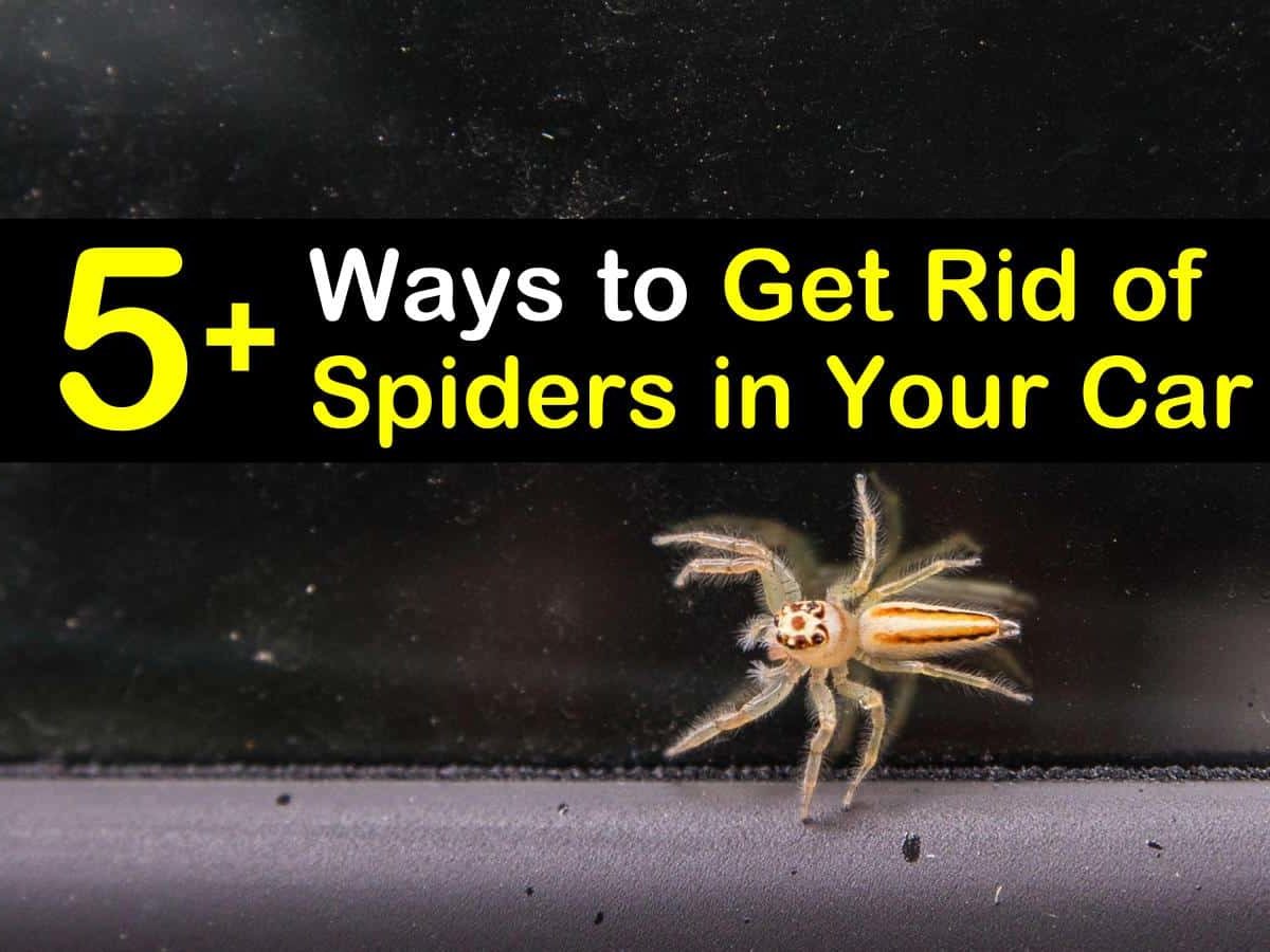 how to get rid of spiders in your car t1 1200x900 cropped